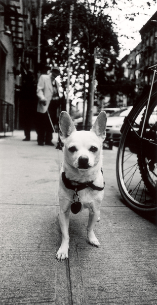 New York Dog de James Galloway