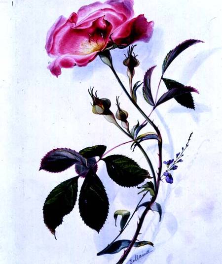 A Rose de James Holland