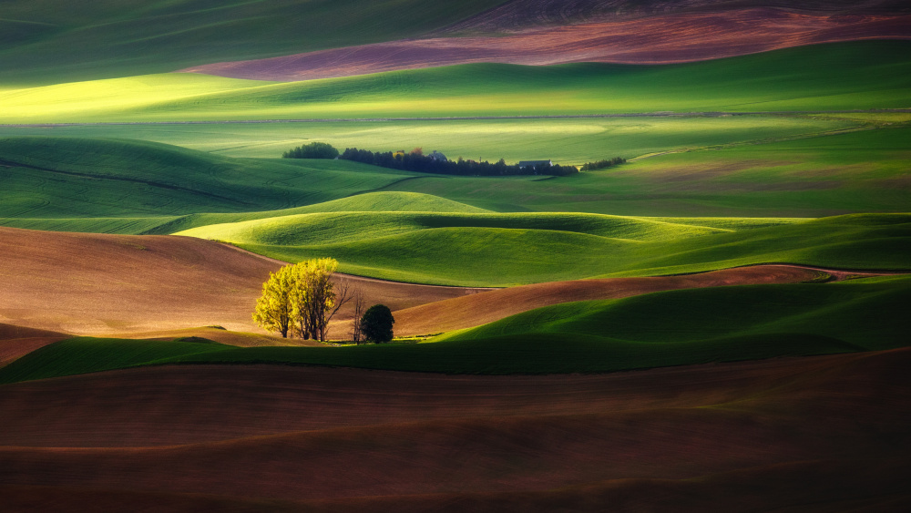 Rolling Wheat Fields de James Lu