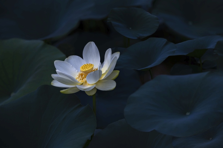 Yellow Lotus de James S. Chia