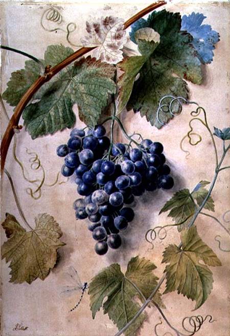 Black Grapes de James Sillett