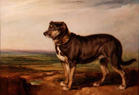 Portrait of `Vic', a Spanish Bloodhound de James Ward