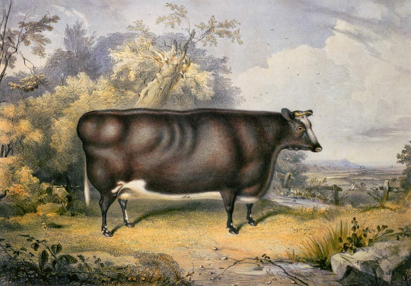 The Cottesmore Prize Heifer, 1837 (after Henry Strafford de James William Giles