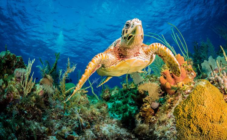 Hawksbill turtle swimming through Caribbean reef de Jan Abadschieff