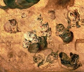 Study of cats, 1616 (detail of 65879)