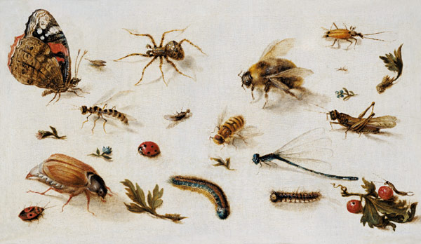 A Study of Insects de Jan Brueghel (El Joven)