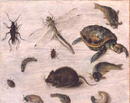 A Study of Insects, Sea Creatures and a Mouse de Jan Brueghel (El Joven)