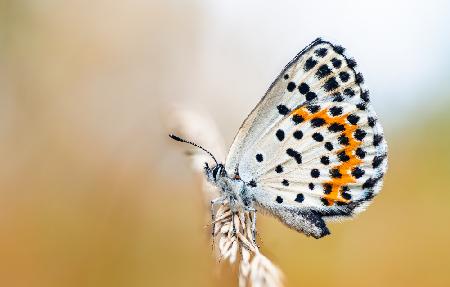 The Chequered Blue (Scolitantides orion)
