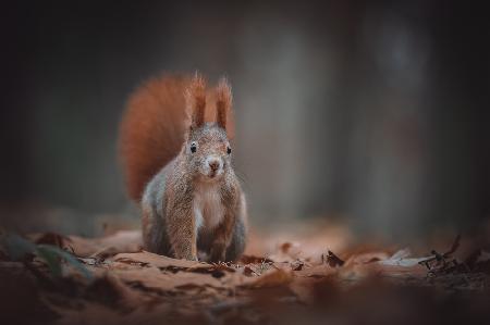 The red squirrel (Sciurus vulgaris)