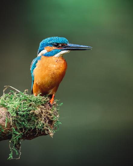 	 The common kingfisher (Alcedo atthis)