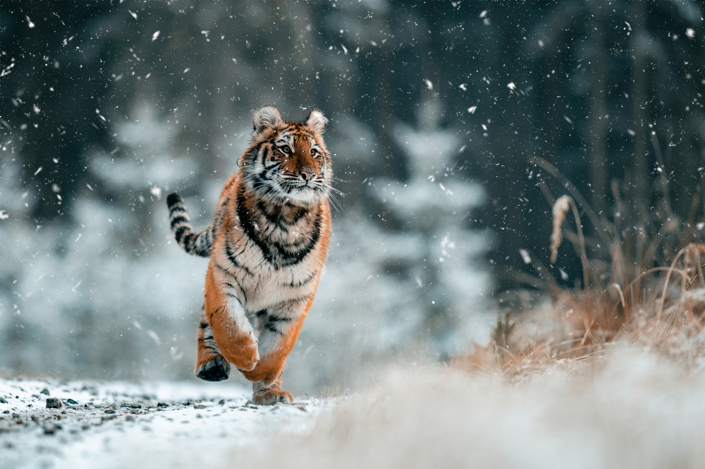 The Siberian tiger de Jan Rozehnal