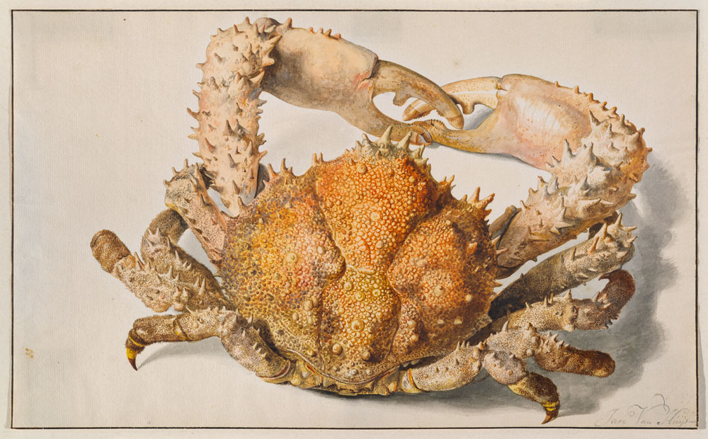 Eine Krabbe. de Jan van Huysum