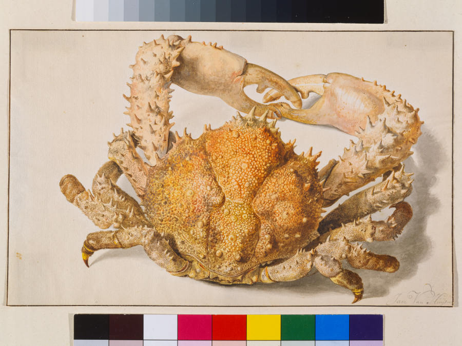 A Crab de Jan van Huysum