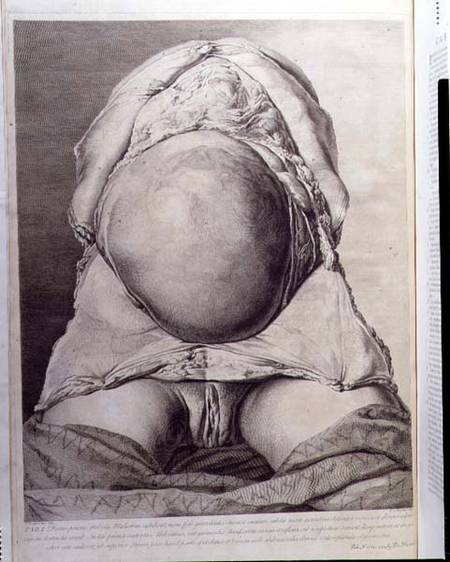 Anatomical drawing of the abdomen of a pregnant female human with skin peeled back de Jan van Rymsdyk