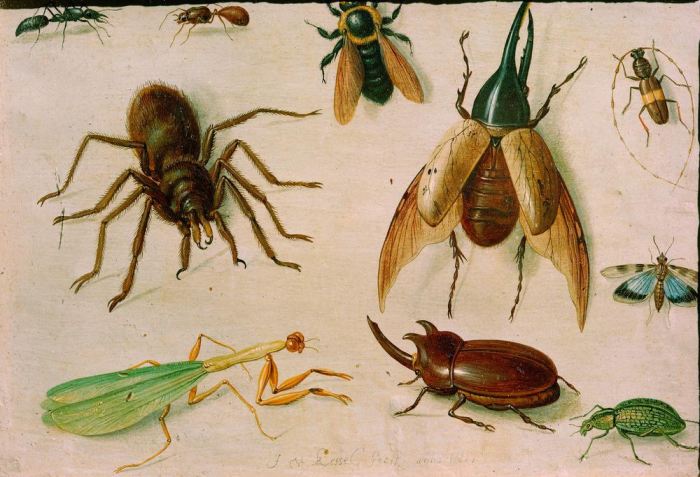 Insekten de Jan van the Elder Kessel