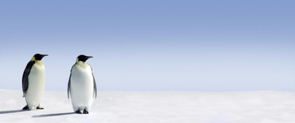 Penguin Panorama de Jan Will