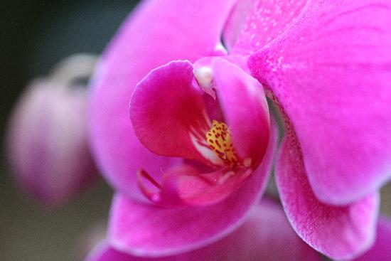 Orchideen-Schau im Botanischen Garten de Jan Woitas