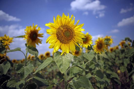 Sonnenblumen auf dem Feld de Jan Woitas
