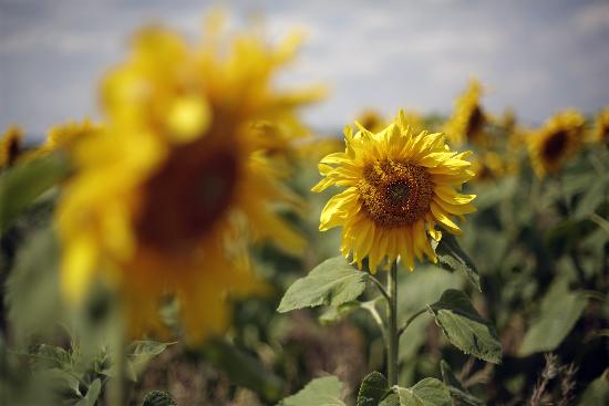 Sonnenblumen auf dem Feld de Jan Woitas