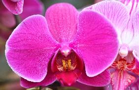 Orchideen-Schau im Botanischen Garten