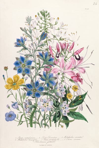 Cornflower, plate 15 from 'The Ladies' Flower Garden' de Jane Loudon