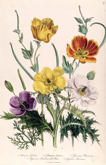 Poppies and Anemones, plate 5 from ''The Ladies'' Flower Garden'', published 1842 de Jane Loudon