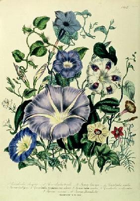 Bindweed, plate 26 from ''The Ladies'' Flower Garden'', published 1842