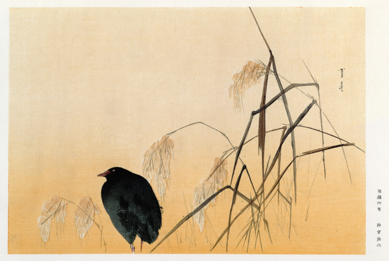 Blackbird, Edo Period (silk scroll) de Japanese School
