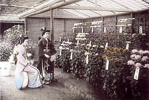 A rich display of chrysanthemums, 1905 (hand coloured photo) de Japanese School, (20th century)