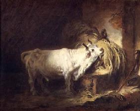 The White Bull in the Stable
