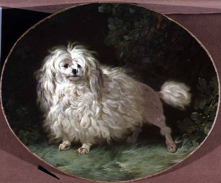 Portrait of a Poodle de Jean Jacques Bachelier