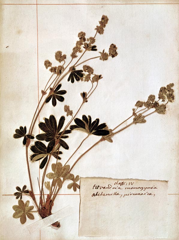 Alchemilla, from a Herbarium de Jean-Jacques Rousseau