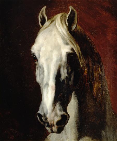 Cabeza caballo blanco
