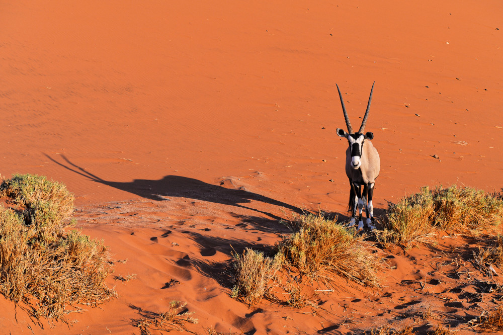 Oryx de Jean-Pierre Sepchat