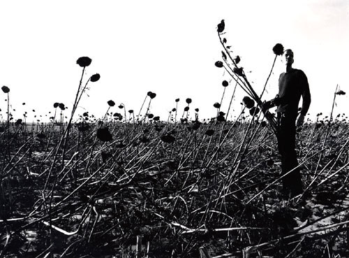 Sunflowers de Jeannot Olivet