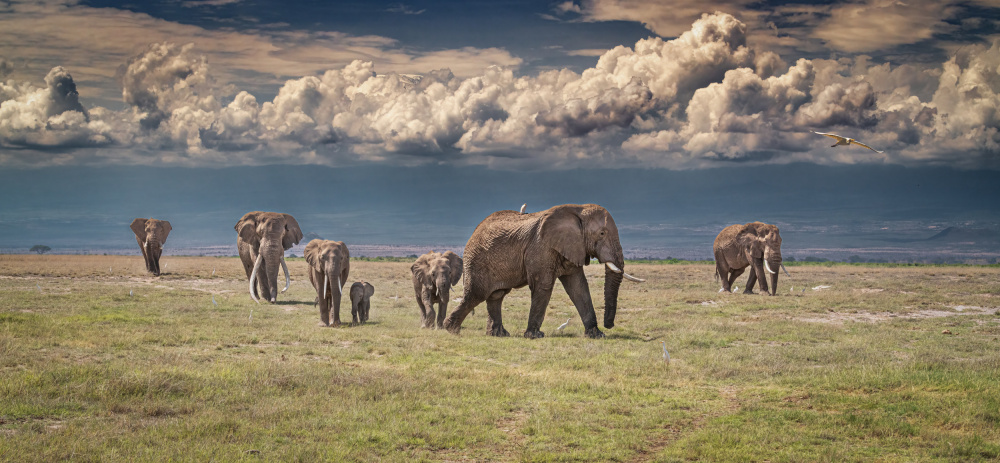 Amboseli wonderland de Jeffrey C. Sink