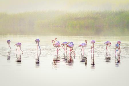 The pastel flamingos in the mist