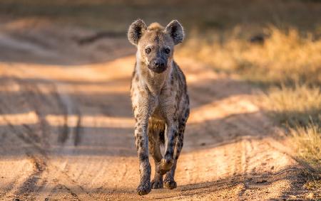 Hyenas can be beautiful - sort of.