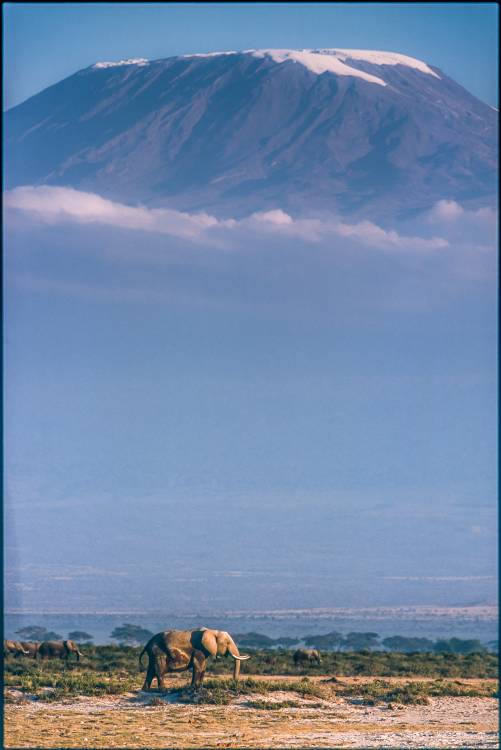 Kilimanjaro and the quiet sentinels de Jeffrey C. Sink