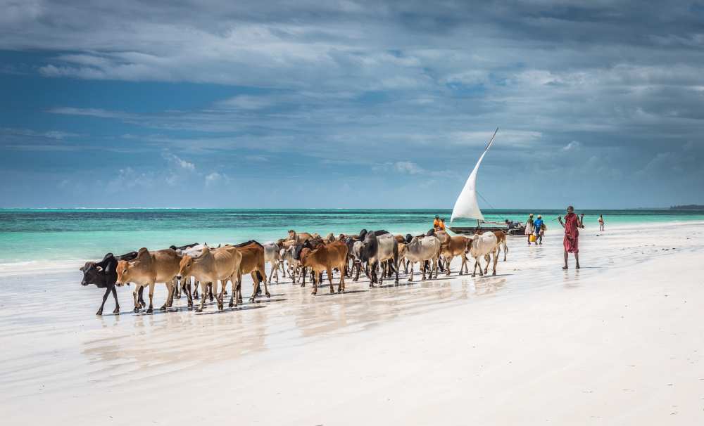 Masai cattle on Zanzibar beach de Jeffrey C. Sink