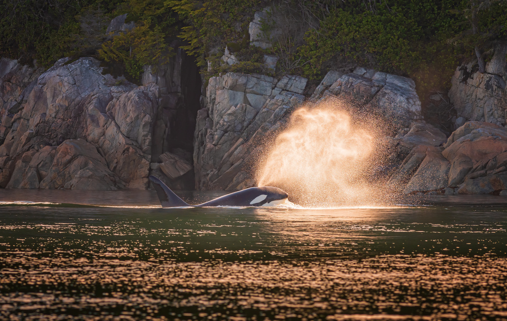Orca at sunset de Jeffrey C. Sink
