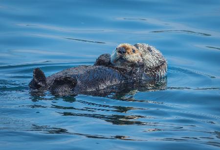 Otters basking in the Alaskan sun