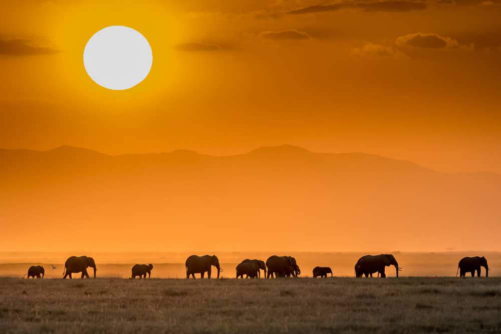 Sunrise over Amboseli de Jeffrey C. Sink