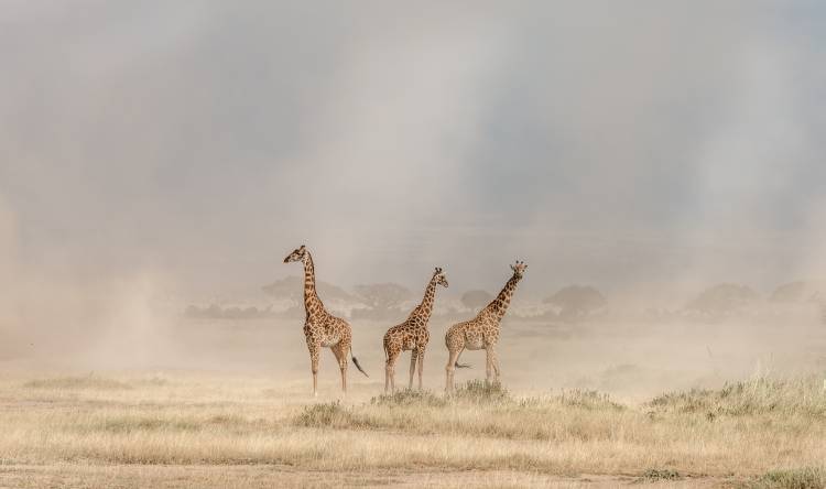 Weathering the Amboseli Dust Devils de Jeffrey C. Sink