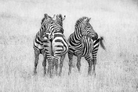 Zebras in monochrome