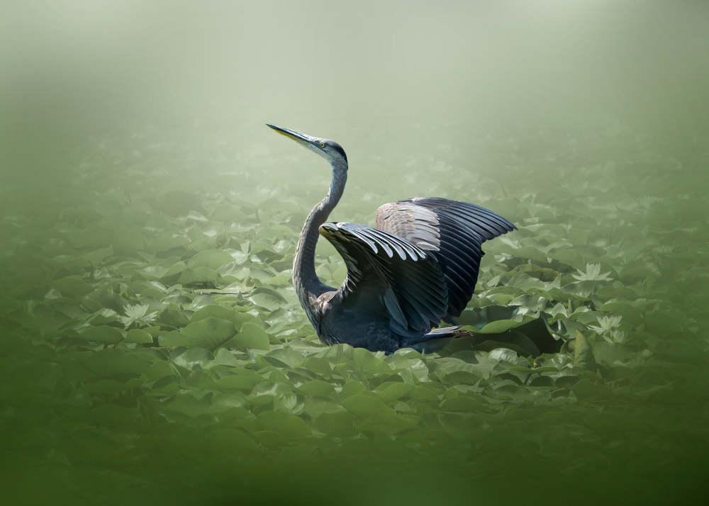 blue heron in a green dream de Jennifer Chen