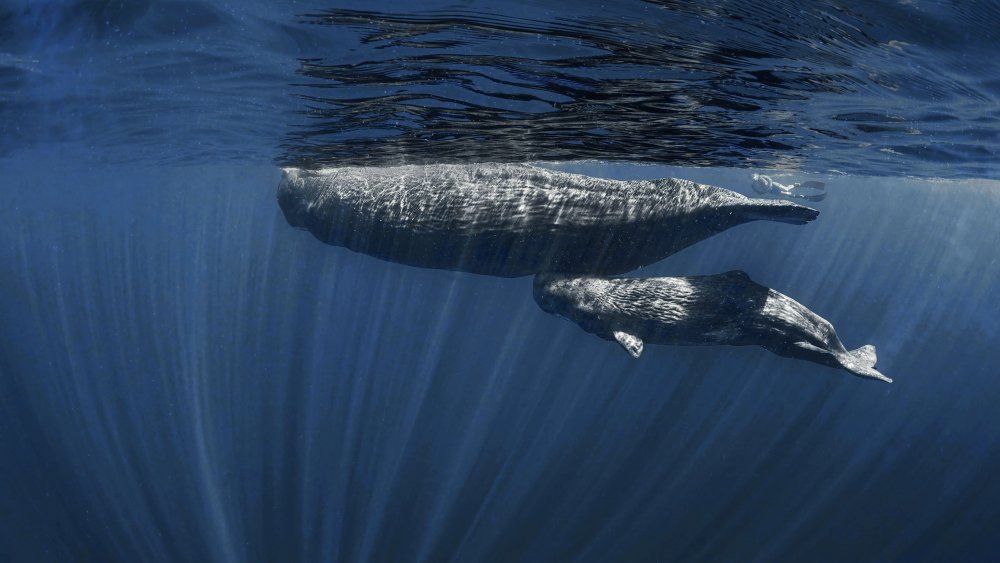 Mamas Belly ( sperm whales) de Jennifer Lu