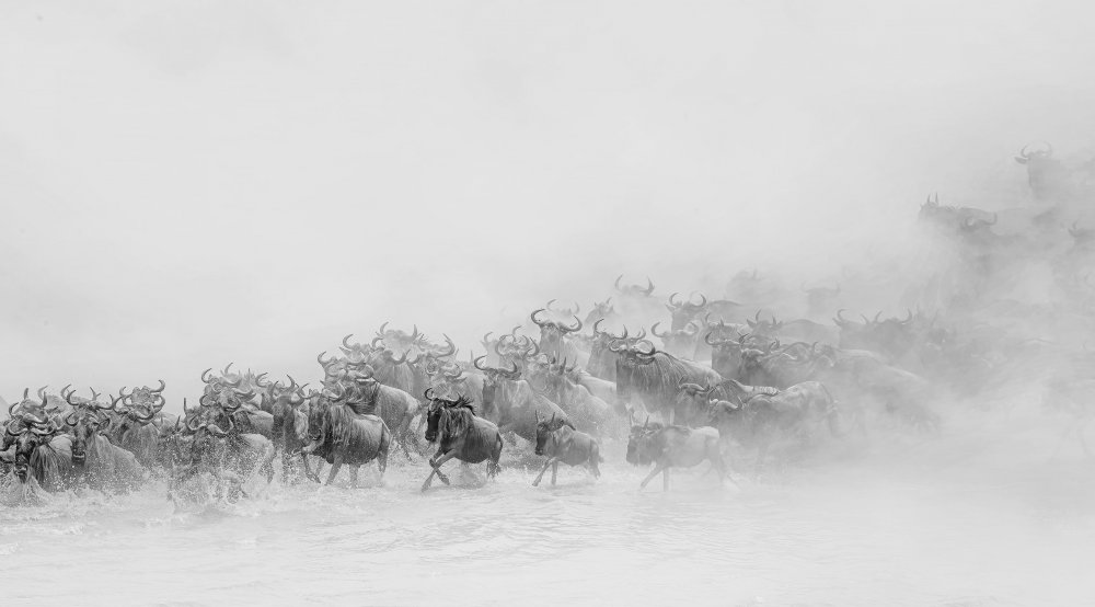 Migration ( wildebeests crossing river) de Jennifer Lu