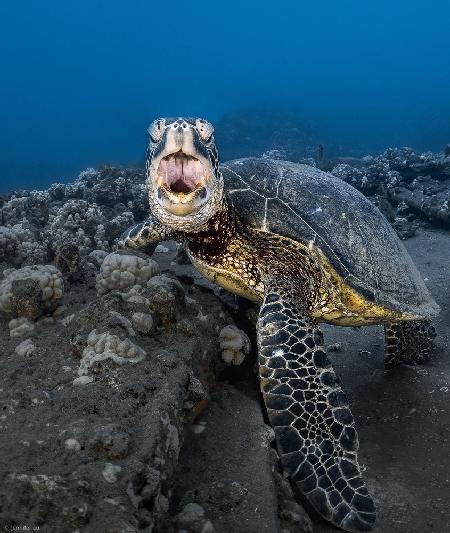 Turtle yawning