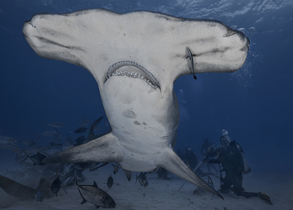 Dive with Giant (hammerhead shark in wild ocean) de Jennifer Lu